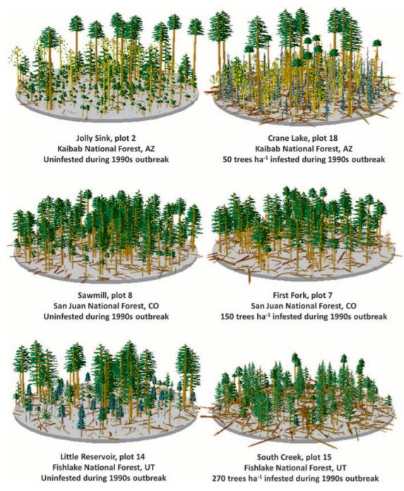 Fuel Loads and Simulated Fire Behavior in “Old-Stage” Beetle-Infested Ponderosa Pine of the Colorado Plateau