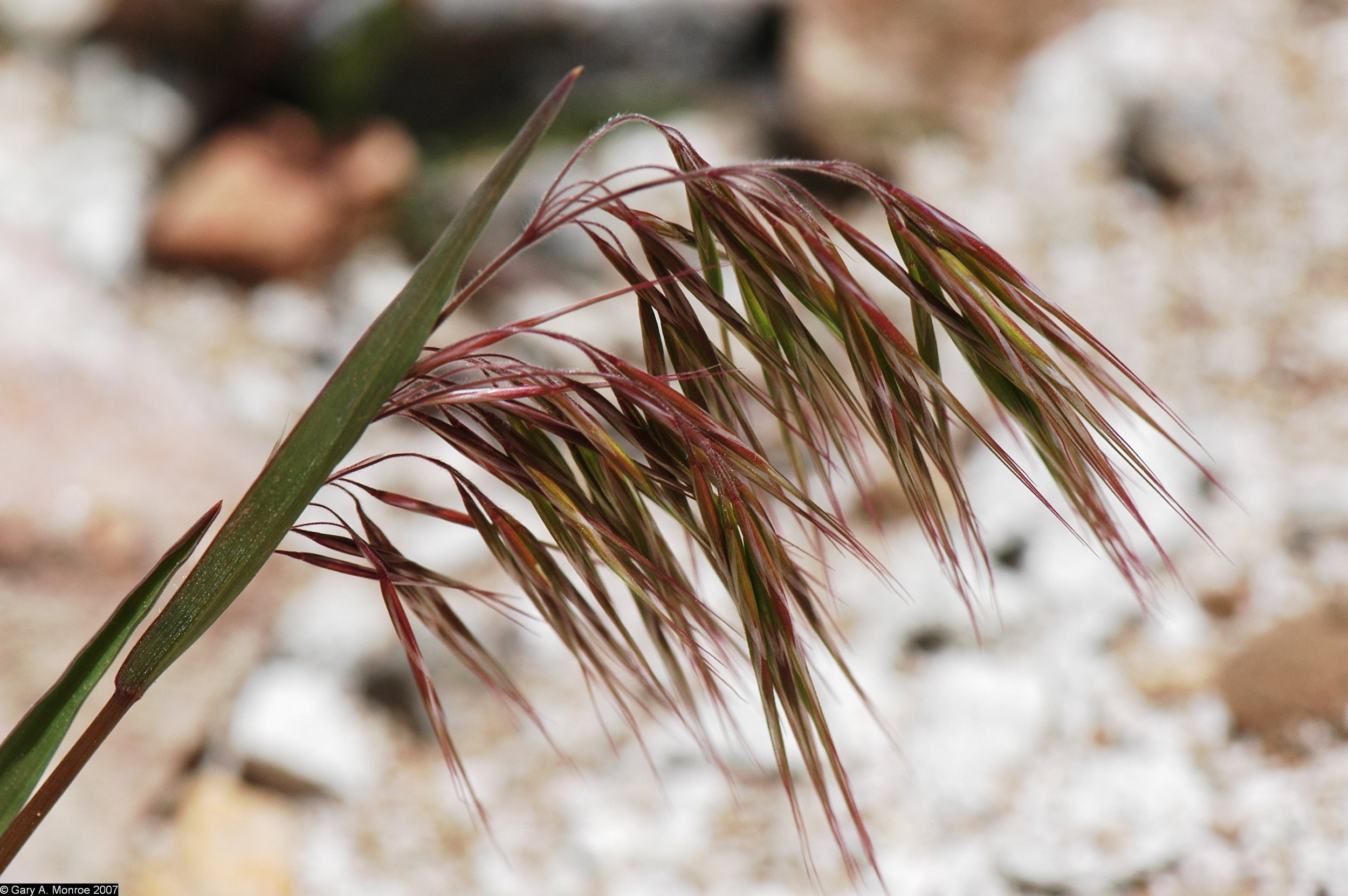 Resilience to Stress and Disturbance, and Resistance to Bromus tectorum L. Invasion in Cold Desert Shrublands of Western North America