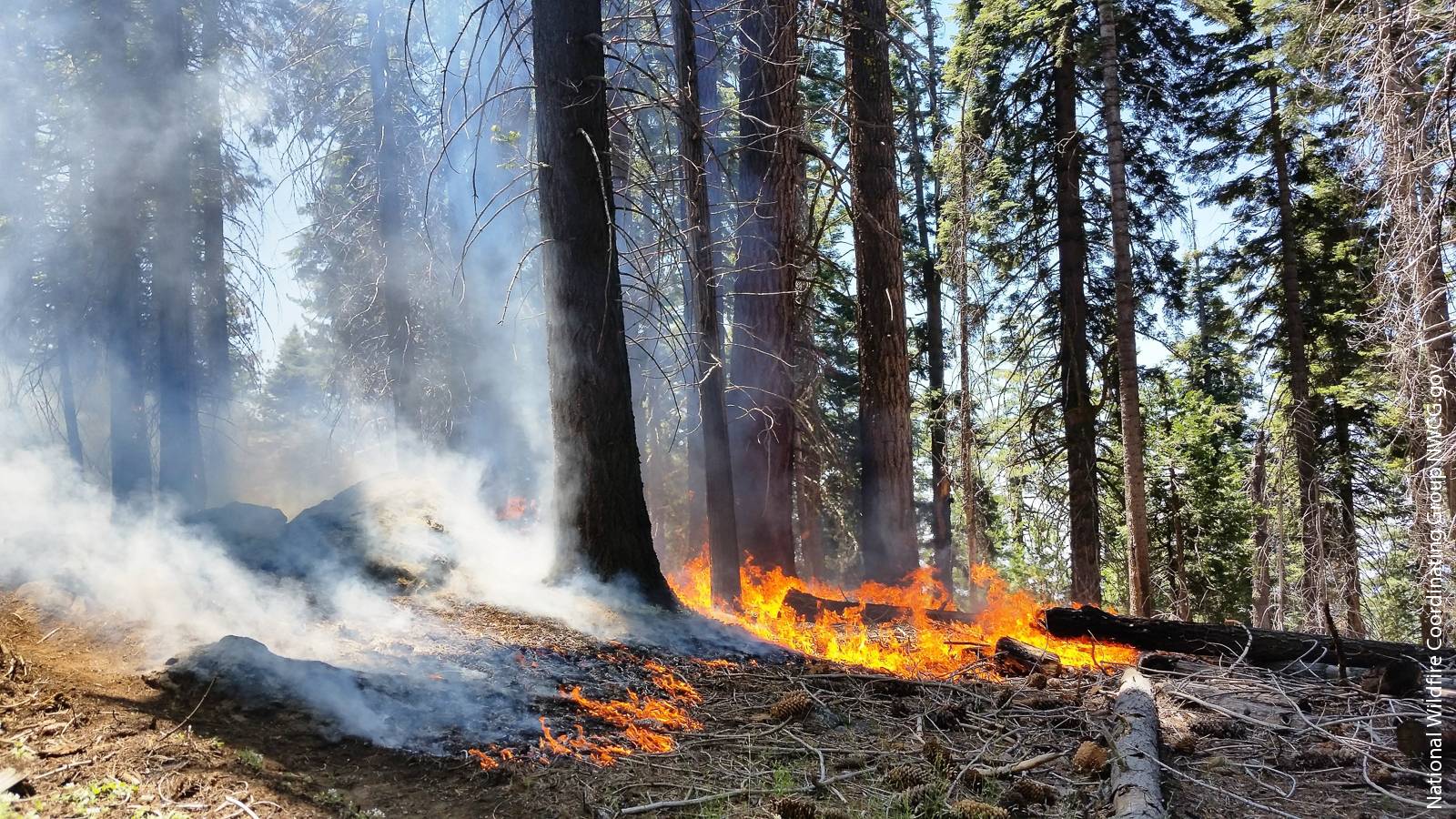 Comprehensive Fuels Treatment Practices Guide for Mixed Conifer Forests: California, Central and Southern Rockies, and the Southwest