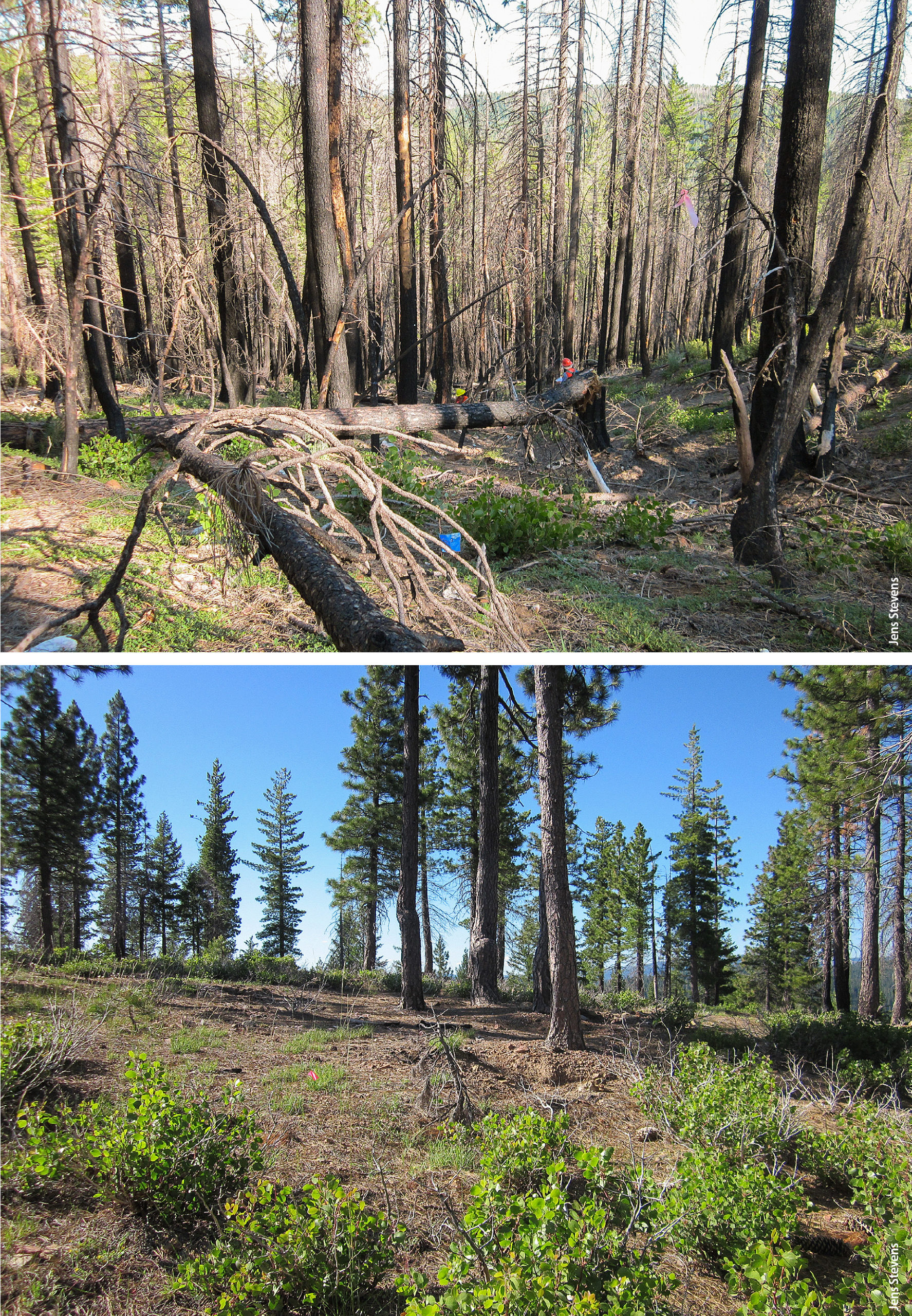 Synthesis of Knowledge on the Effects of Fire and Thinning Treatments on Understory Vegetation in U.S. Dry Forests