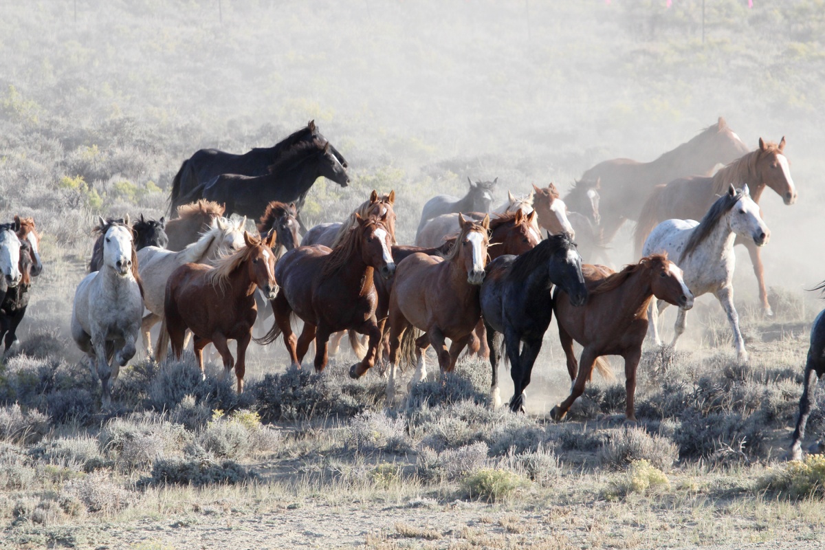 Meta-Analysis of Diet Composition and Potential Conflict of Wild Horses with Livestock and Wild Ungulates on Western Rangelands of North America☆