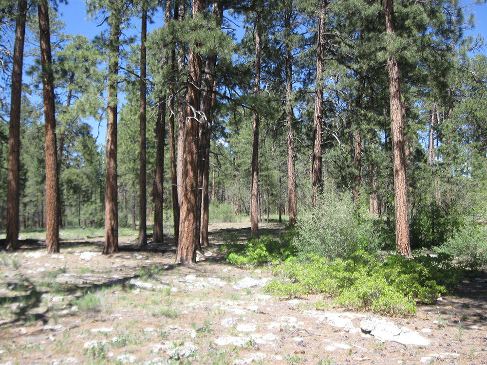 Native American depopulation, reforestation, and fire regimes in the Southwest United States, 1492–1900 CE