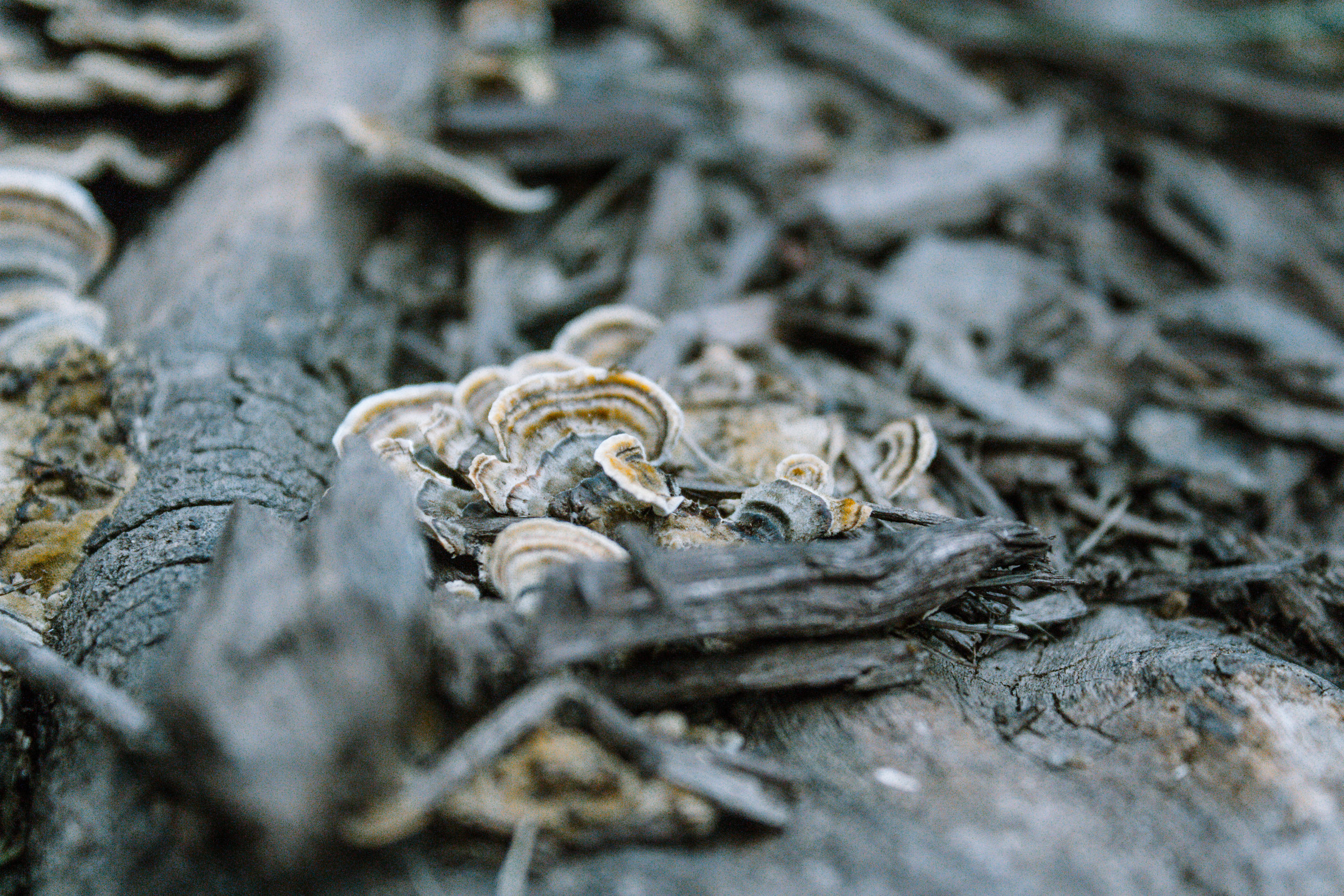 Soil Fungi Recover Slowly Following High-Severity Wildfires