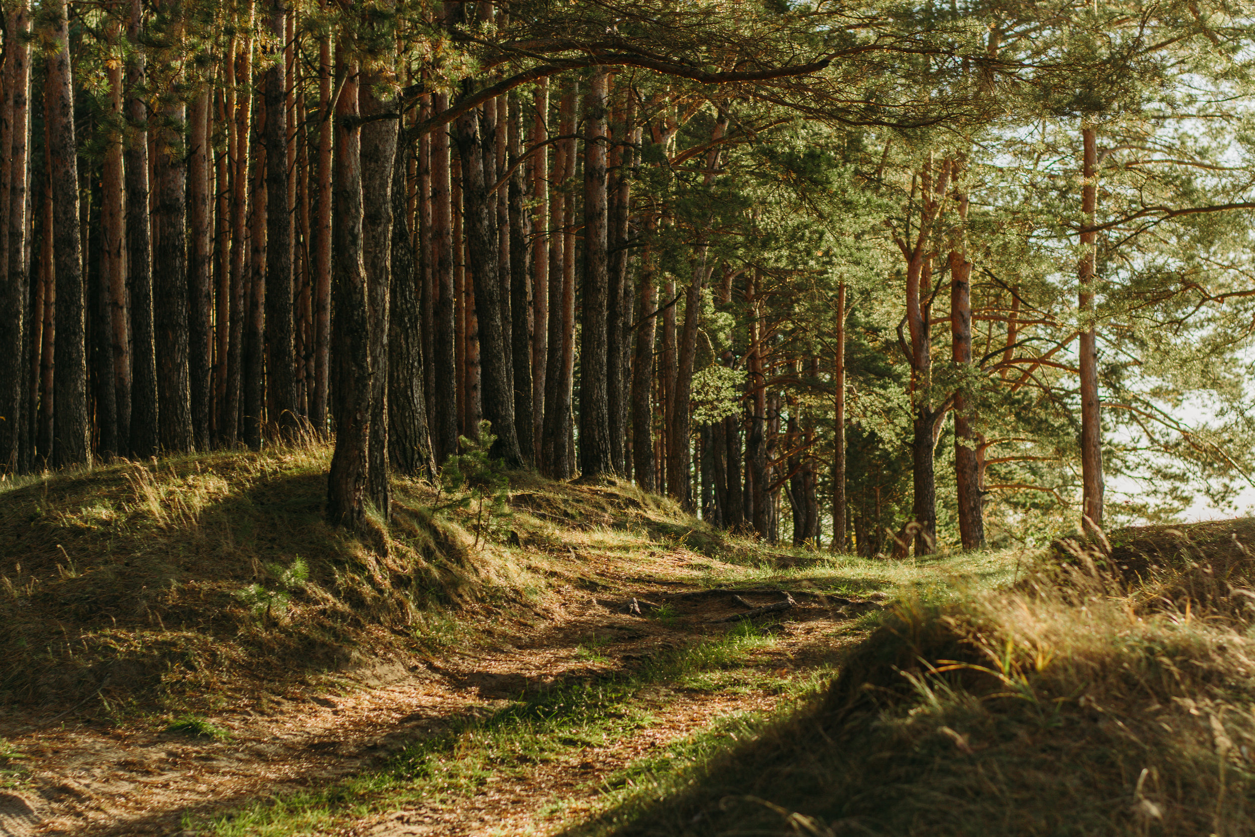 How the Natural Range of Variability of Frequent-Fire Forests Informs Restoration Treatments