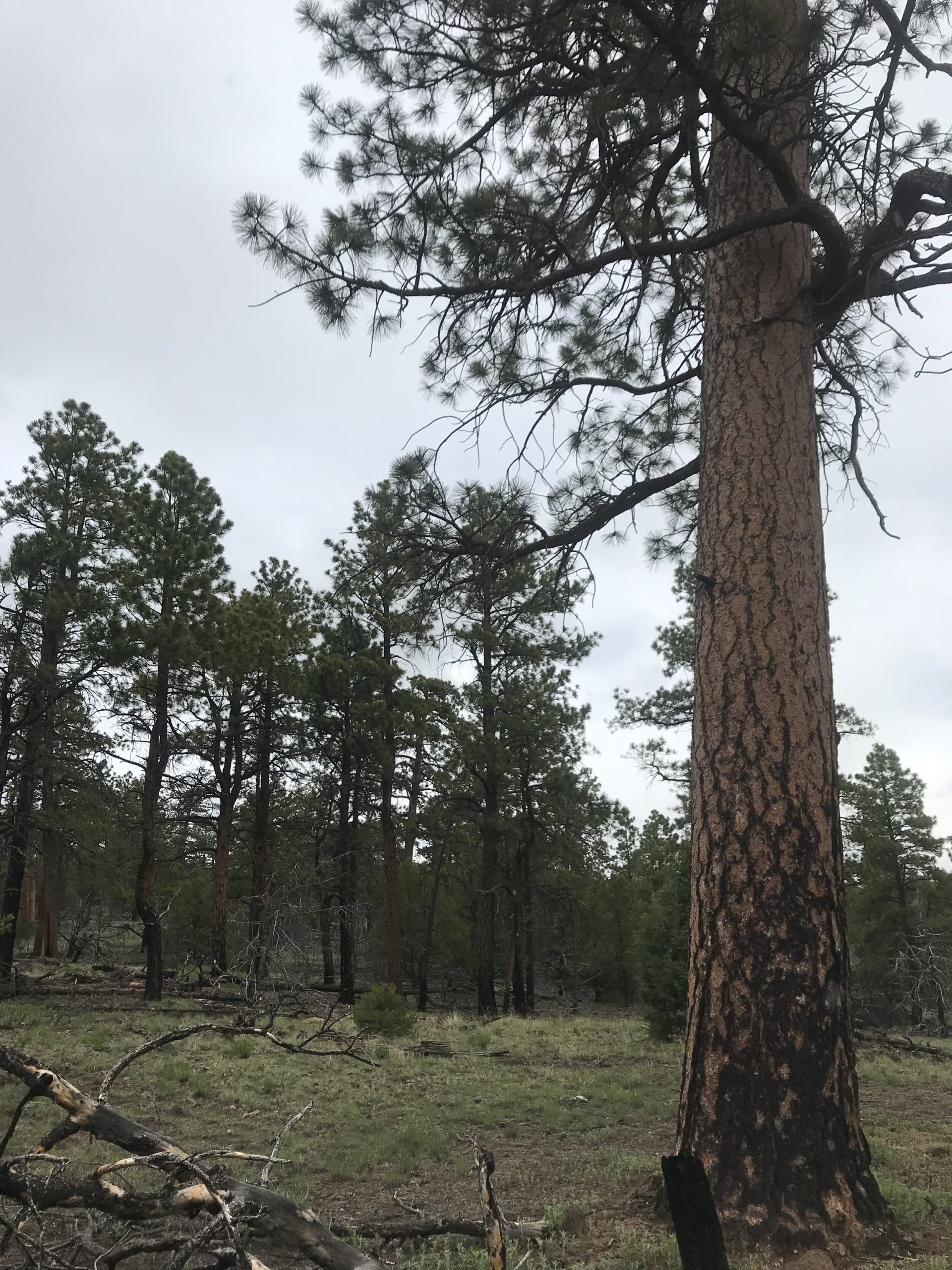 Quantifying Pinyon-Juniper Reduction within North America’s Sagebrush Ecosystem