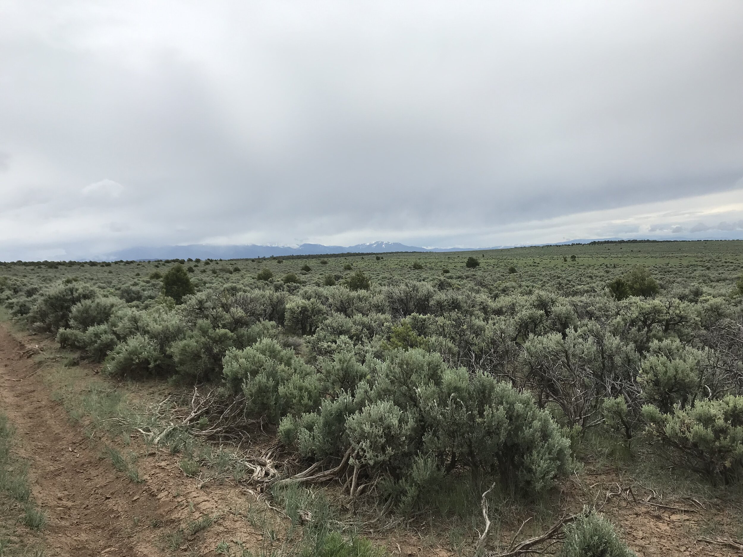 Monitoring pinyon-juniper cover and aboveground biomass across the Great Basin