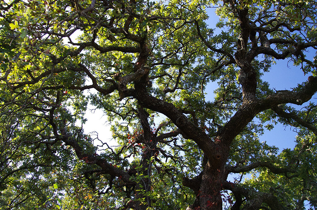 Cross Timbers Fire Ecology Curricula