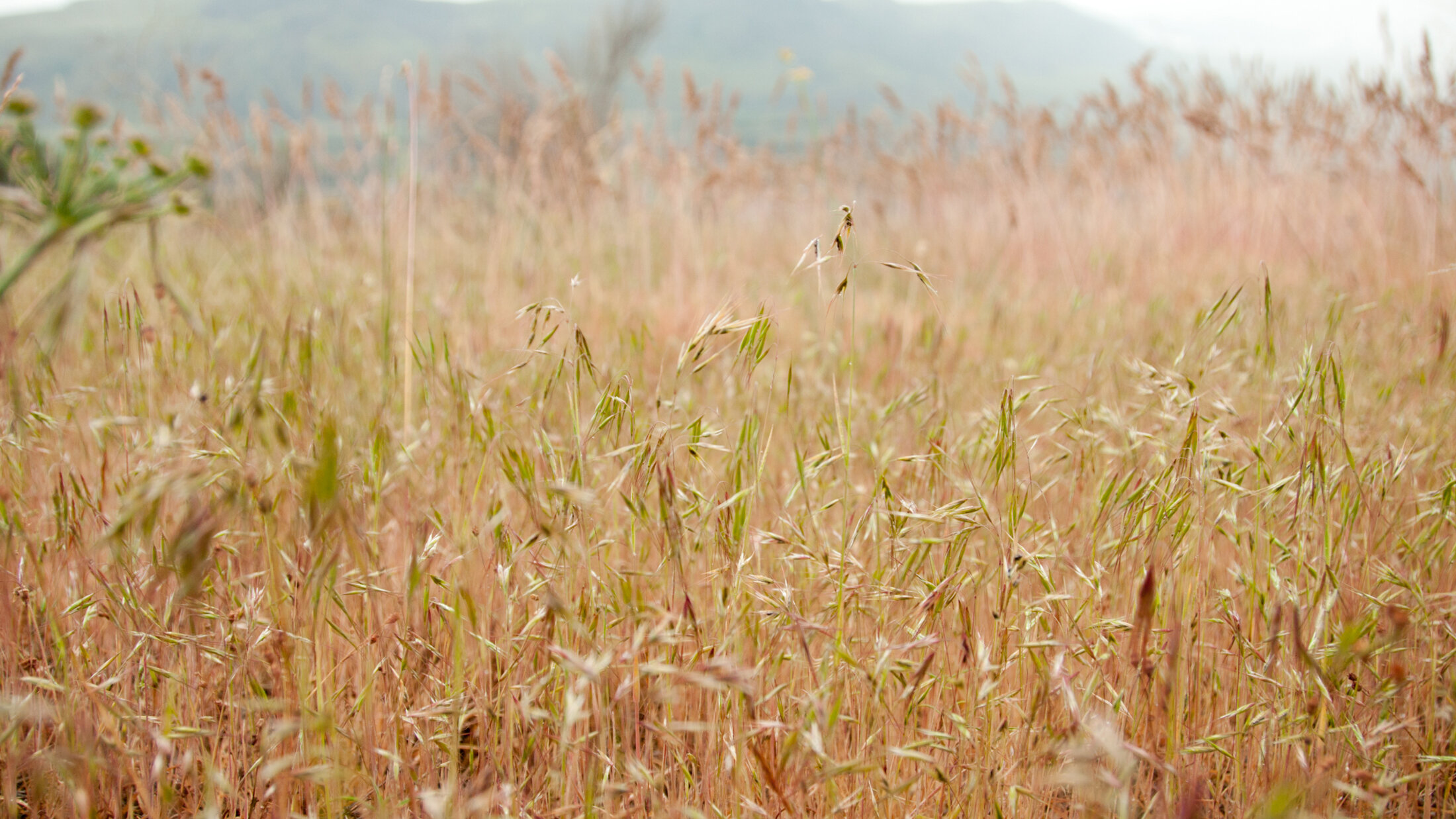 Long-term Cheatgrass Reduction with Indaziflam in Sagebrush-Grassland Plant Communities in Sublette County, Wyoming