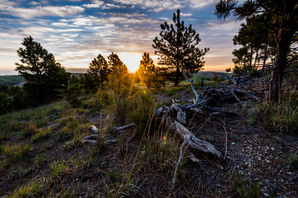 Preserving the Pine Ridge