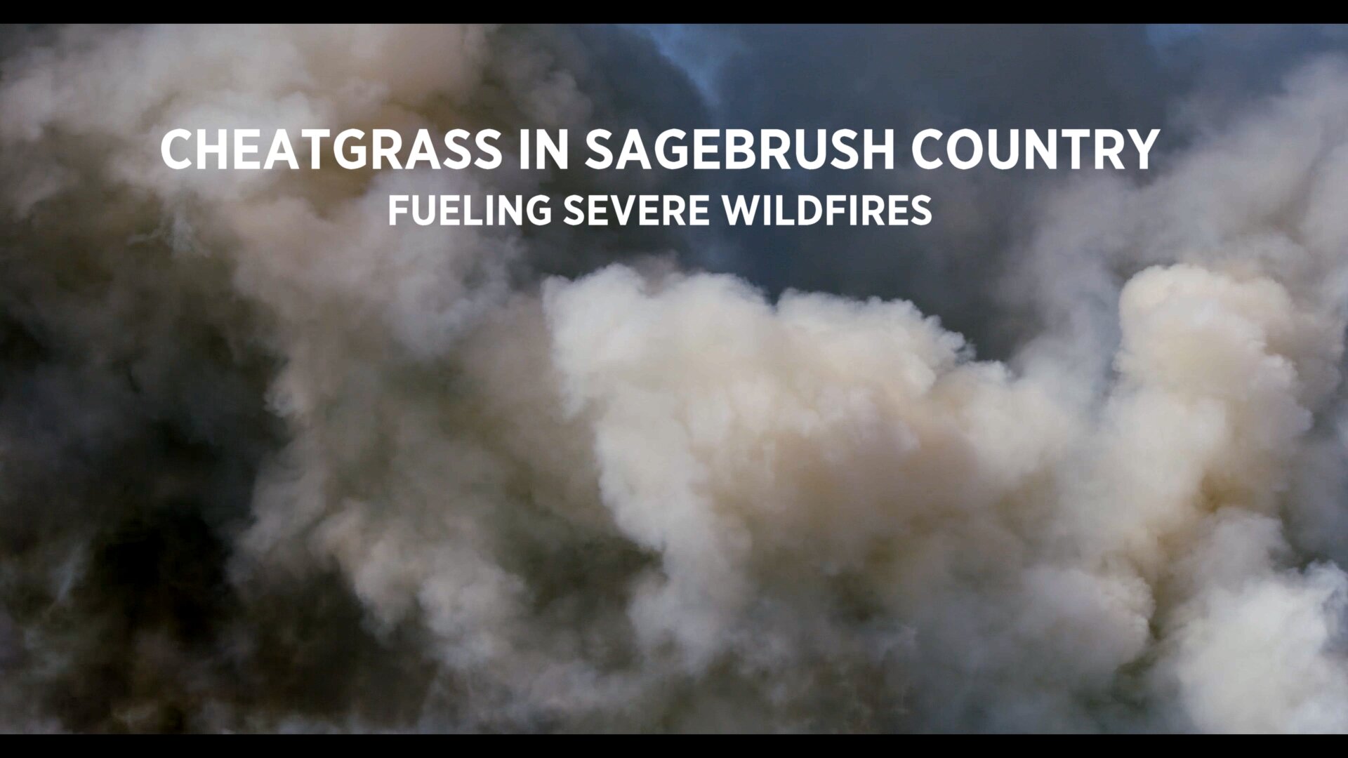 Cheatgrass in Sagebrush Country