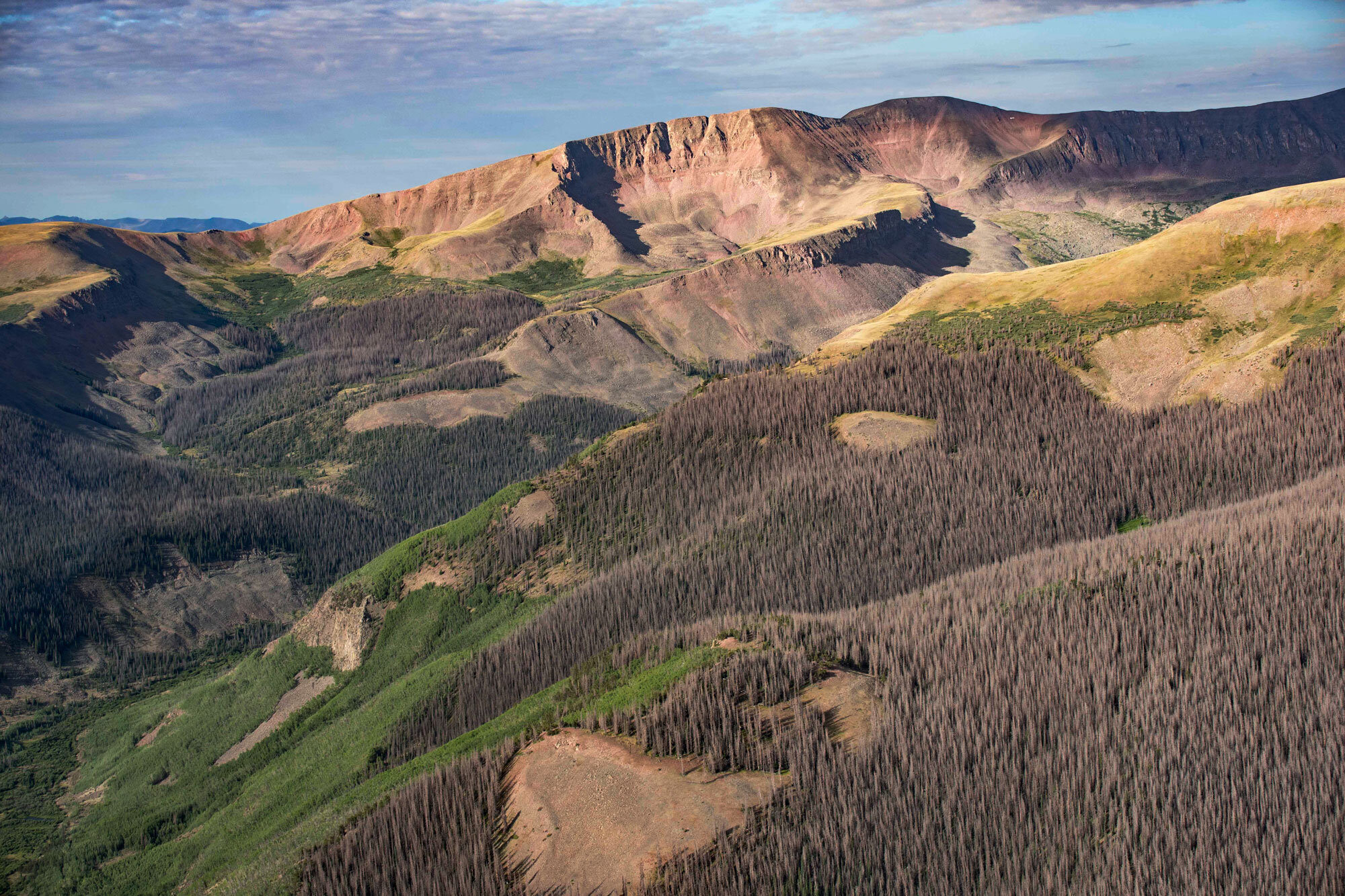 Fire Operations Guidance in Bark Beetle Stands