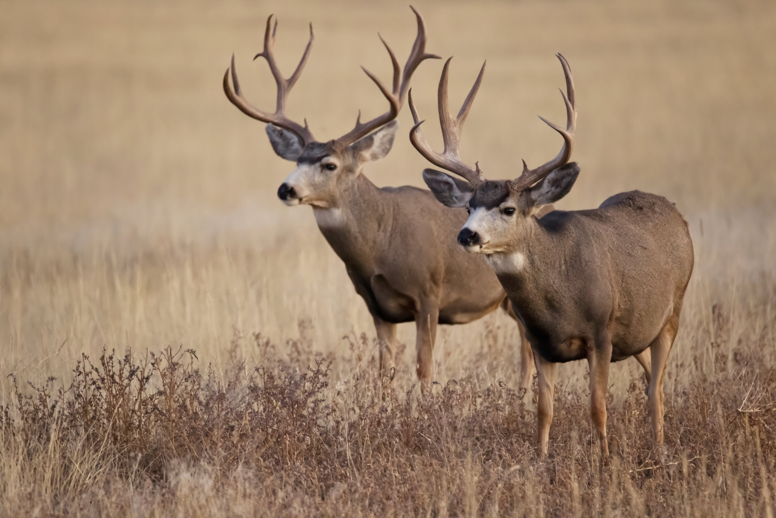 Restoring Cheatgrass Invaded Rangelands Decreases Wildfire Risk and Increases Wildlife Browse