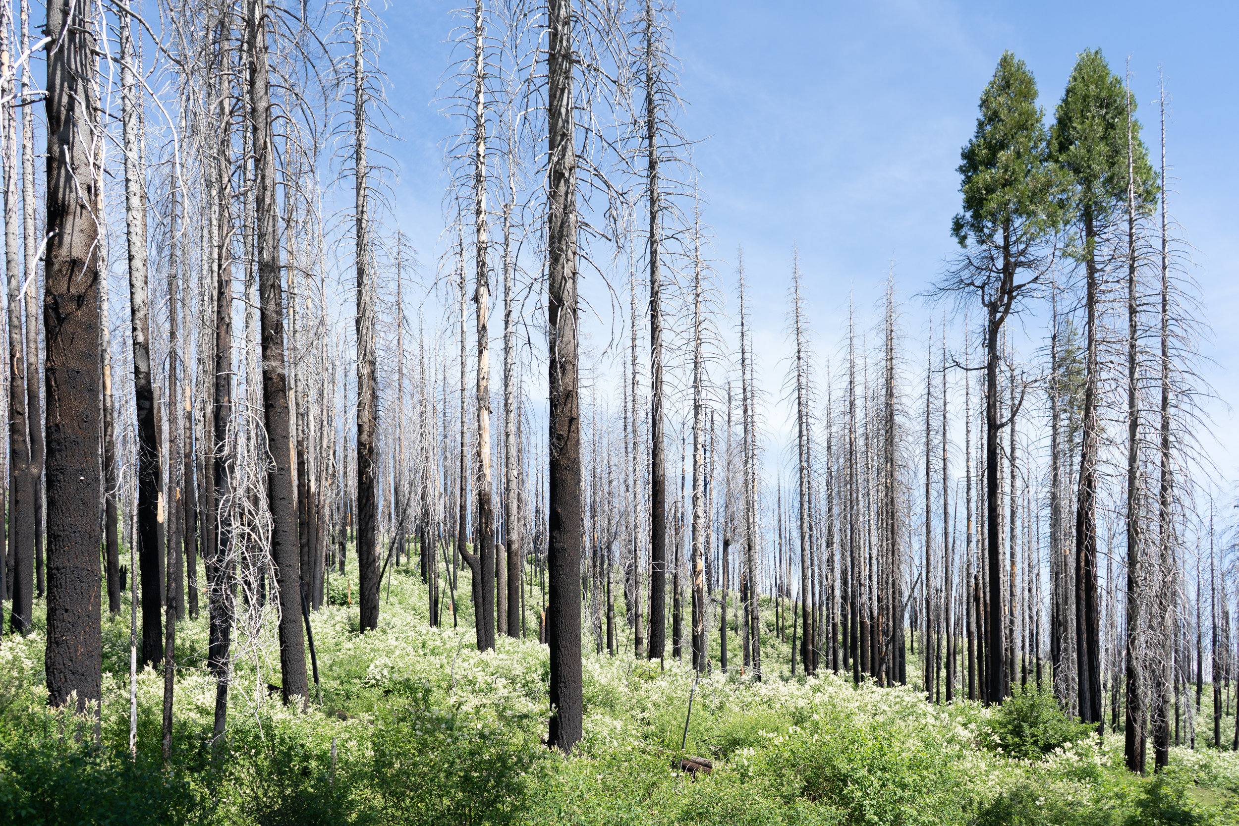 Research Brief: Wildfire-driven conversion in Western North American forests