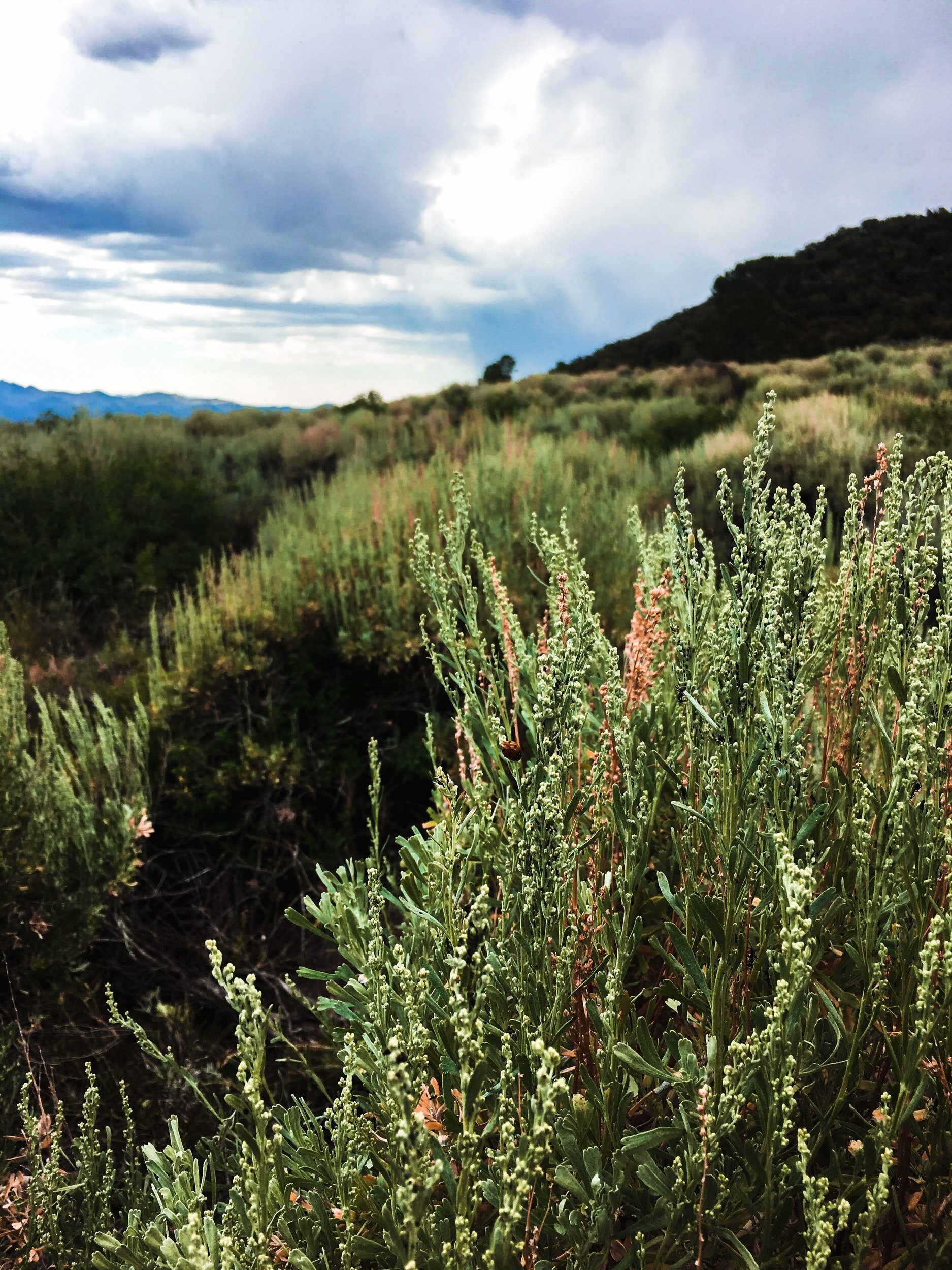 Response of Big Sagebrush Plant Communities to Climate Change, Grazing, and Cheatgrass Throughout the 21st Century